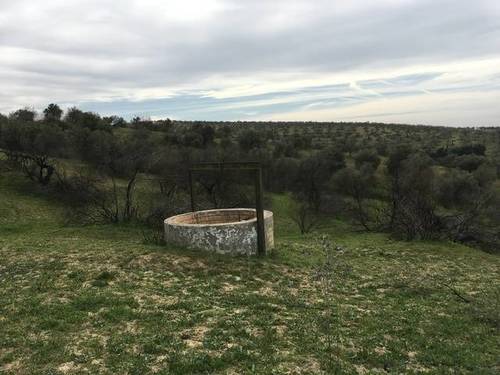 imagen 1 de Venta de finca rústica con olivos en Sanlúcar la Mayor