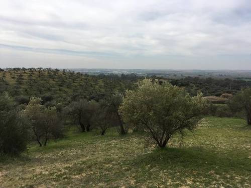 imagen 1 de Venta de finca rústica con olivos en Sanlúcar la Mayor