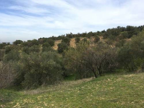 imagen 2 de Venta de finca rústica con olivos en Sanlúcar la Mayor