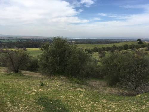 imagen 3 de Venta de finca rústica con olivos en Sanlúcar la Mayor