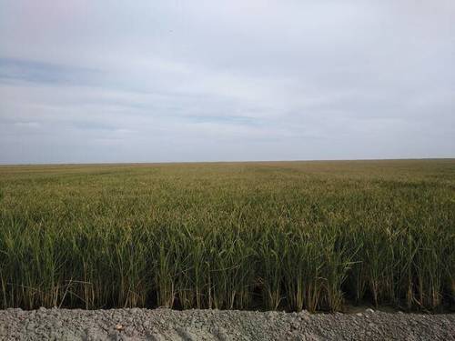 imagen 1 de Venta de plantaciones de arroz en Isla Mayor