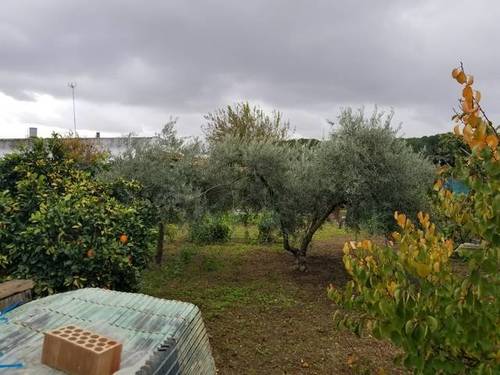 imagen 3 de Venta de finca con vivienda en Paradas (Sevilla)