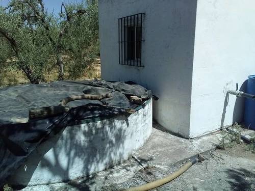 imagen 2 de Venta de olivar en Huévar del Aljarafe