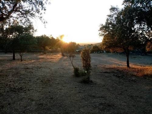 imagen 5 de Venta de bonita finca ideal para ganado en Sevilla