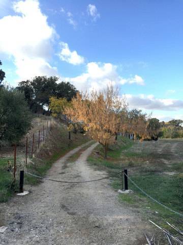 imagen 5 de Venta de finca con construcciones en Algamitas (Sevilla)