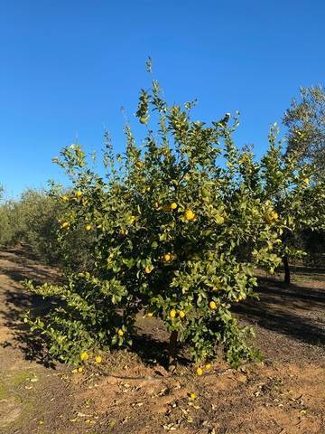 imagen 1 de Venta de finca rústica con Olivos en Sanlúcar la Mayor (Sevilla)