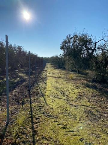 imagen 1 de Venta de finca rústica con Olivos en Sanlúcar la Mayor (Sevilla)