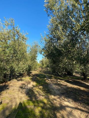imagen 2 de Venta de finca rústica con Olivos en Sanlúcar la Mayor (Sevilla)