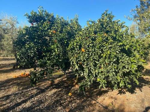 imagen 4 de Venta de finca rústica con Olivos en Sanlúcar la Mayor (Sevilla)