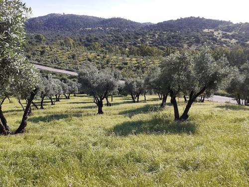 imagen 1 de Venta de olivar en El Pedroso (Sevilla)