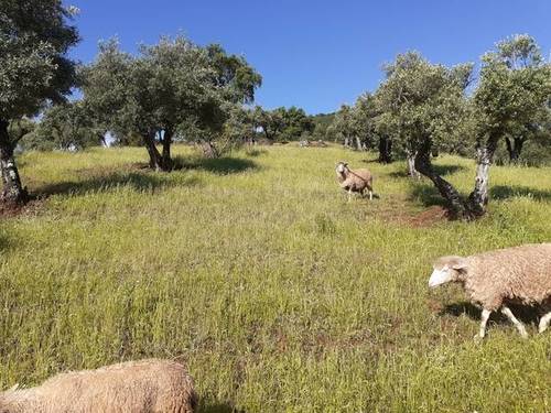 imagen 1 de Venta de olivar en El Pedroso (Sevilla)