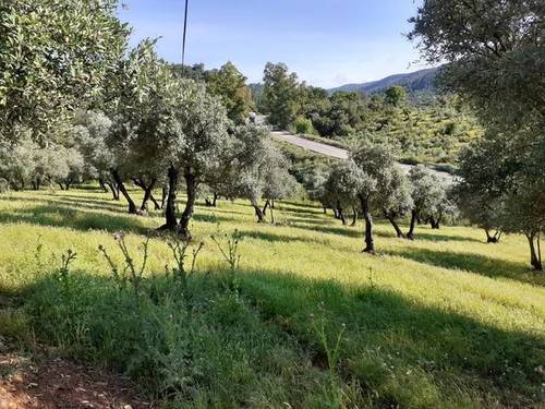 imagen 2 de Venta de olivar en El Pedroso (Sevilla)
