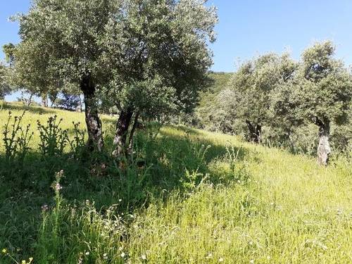 imagen 3 de Venta de olivar en El Pedroso (Sevilla)