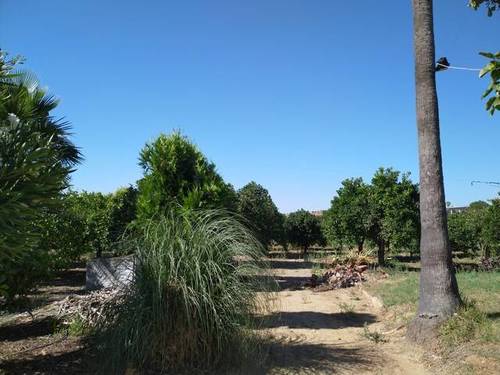 imagen 3 de Venta de parcela de naranjos con casa