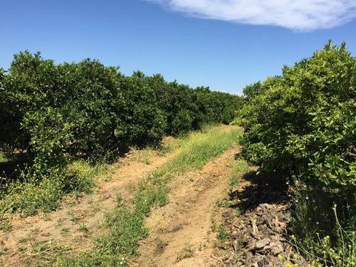 imagen 1 de Venta de finca de naranjos en Lora del Río