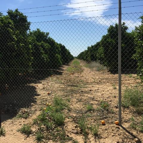 imagen 1 de Venta de finca de naranjos en Lora del Río