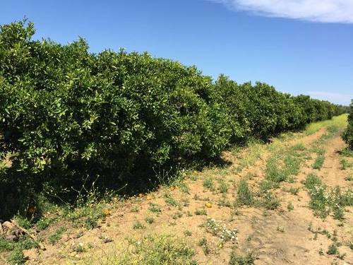 imagen 2 de Venta de finca de naranjos en Lora del Río