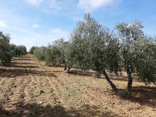 imagen 1 de Venta de finca de olivos con agua y luz en Osuna