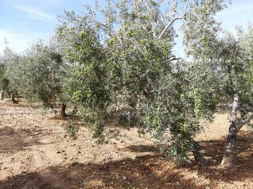 imagen 1 de Venta de finca de olivos con agua y luz en Osuna