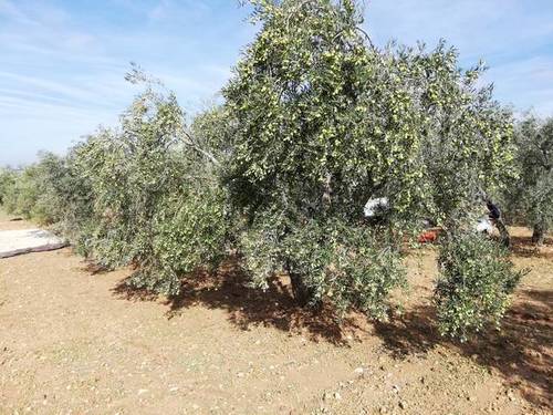 imagen 2 de Venta de finca de olivos con agua y luz en Osuna