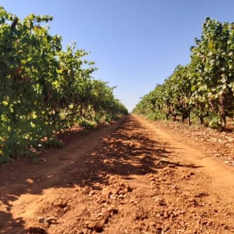 imagen 1 de Venta de finca rústica en Dos Hermanas (Sevilla)