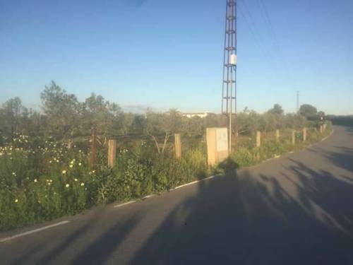 imagen 1 de Venta de parcela con olivos y buen acceso en Utrera