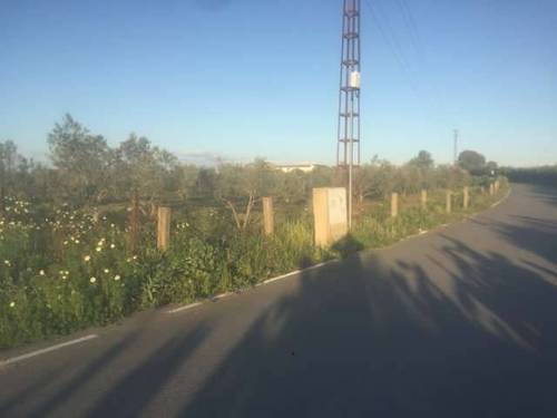 imagen 1 de Venta de parcela con olivos y buen acceso en Utrera