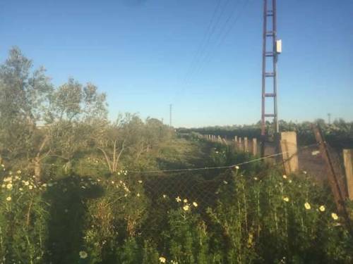 imagen 2 de Venta de parcela con olivos y buen acceso en Utrera