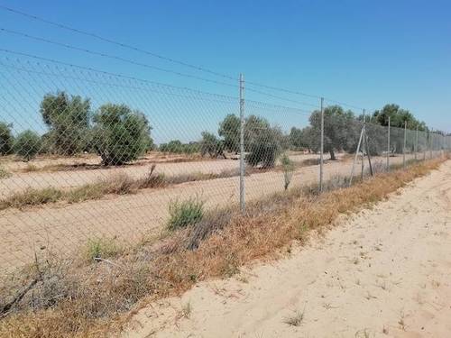 imagen 3 de Venta de olivar en Utrera (Sevilla)