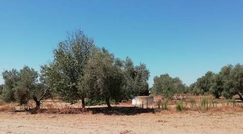 imagen 2 de Venta de olivar en Utrera (Sevilla)