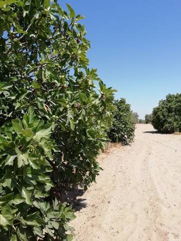 imagen 1 de Venta de olivar en Utrera (Sevilla)