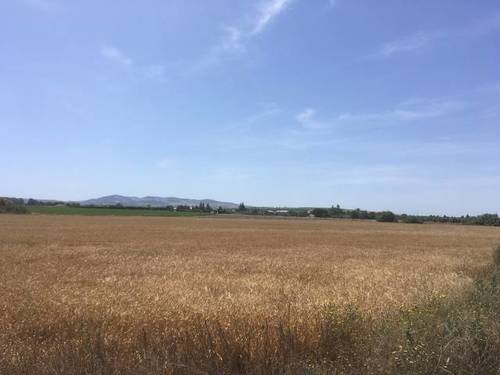 imagen 2 de Venta de finca con cuadras para caballos en Lebrija