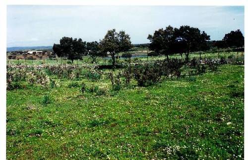 imagen 3 de Venta de bonita finca con cortijo en Castilblanco de los Arroyos