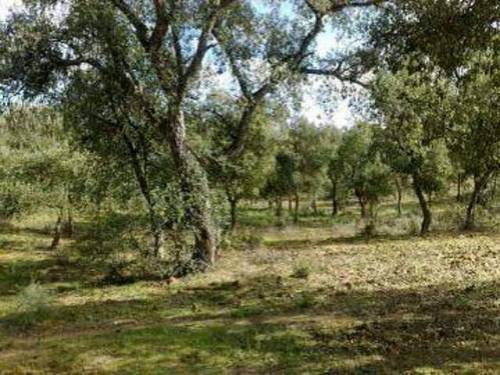 imagen 4 de Venta de finca para porcino en Castilblanco de los Arroyos