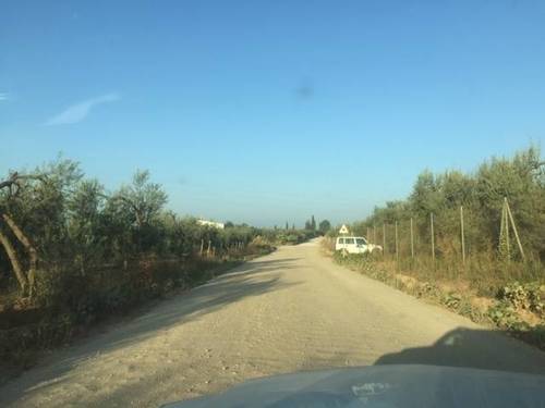 imagen 3 de Venta de finca con olivar en Pilas (Sevilla)