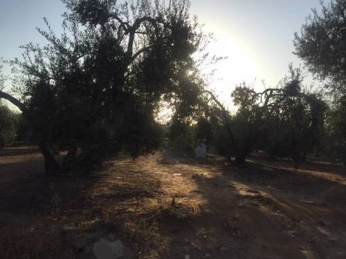 imagen 4 de Venta de finca con olivar en Pilas (Sevilla)