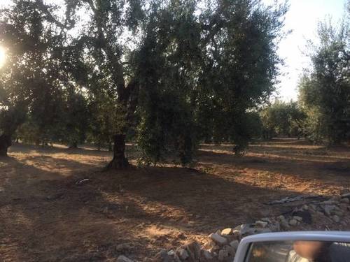 imagen 2 de Venta de finca con olivar en Pilas (Sevilla)