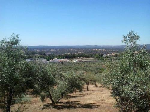imagen 1 de Venta de finca de olivos con dos naves
