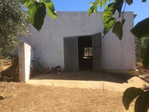 imagen 1 de Venta de finca de olivos con dos naves