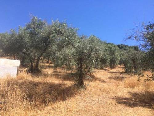 imagen 3 de Venta de finca de olivos con dos naves