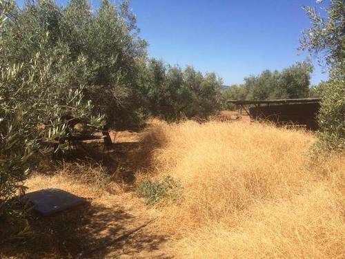 imagen 2 de Venta de finca de olivos con dos naves