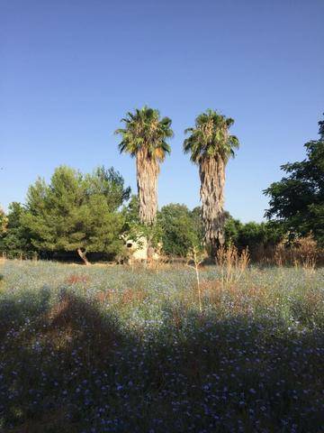 imagen 3 de Venta de parcela con antiguo molino para reformar en Sevilla