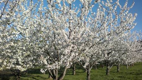 imagen 4 de Venta de bonita finca con bodega y cortijo en Cazalla de la sierra