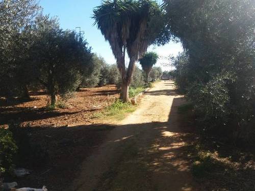 imagen 4 de Venta de finca con caserío y explotación ganadera