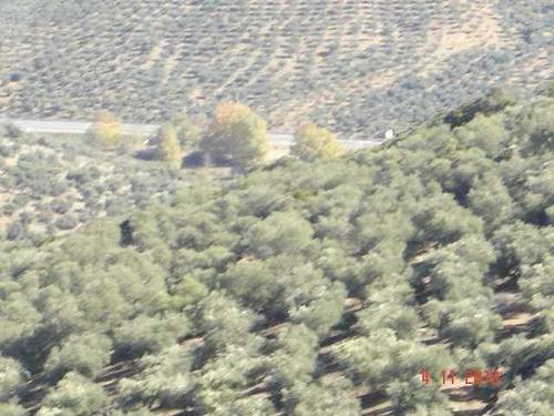 imagen 2 de Venta de olivar con cortijo a restaurar