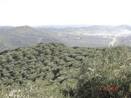 imagen 3 de Venta de olivar con cortijo a restaurar