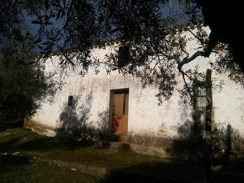 imagen 4 de Venta de olivar con cortijo a restaurar
