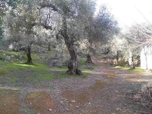 imagen 1 de Venta de olivar con cortijo a restaurar