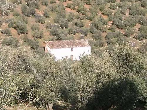 imagen 5 de Venta de olivar con cortijo a restaurar