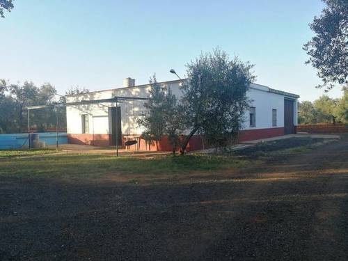 imagen 1 de Venta de finca de olivos con vivienda en Carmona